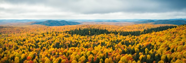 Luftbild Panorama von Bäumen im farbenfrohen Herbstwald Sicht von oben auf den dichten Wald mit Baldachinen aus grünen Fichtenbäumen und farbenprächtigen gelben üppigen Baldachinen im Herbstgebirge Generative KI