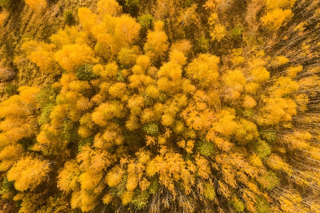 Luftbild über einem Wald im Herbst