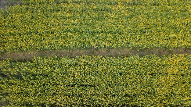 Luftbild von Drohnen des Pummelofeldes Schönes Goldgelb