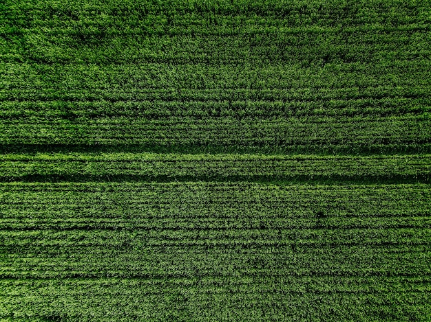 Luftbild von oben auf das Green Country Field mit Reihenlinien Hintergrund des grünen Feldes