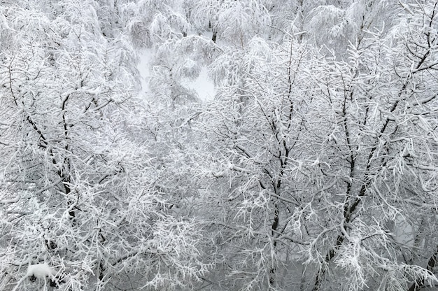 Luftbild von oben auf schnee- und rauhbedeckte Bäume