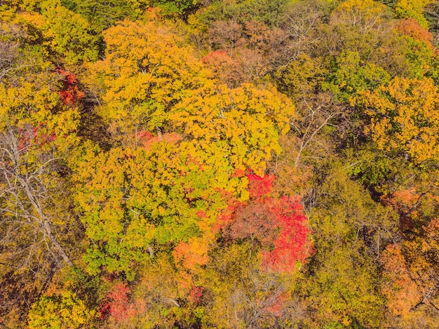 Luftbild von oben nach unten auf den Herbstwald mit grünen und gelben Bäumen Gemischter Laub- und Nadelwald Schöne Herbstlandschaft