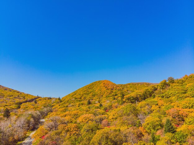 Luftbild von oben nach unten auf den Herbstwald mit grünen und gelben Bäumen Gemischter Laub- und Nadelwald Schöne Herbstlandschaft