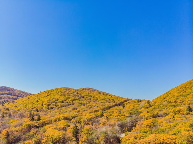 Luftbild von oben nach unten auf den Herbstwald mit grünen und gelben Bäumen Gemischter Laub- und Nadelwald Schöne Herbstlandschaft