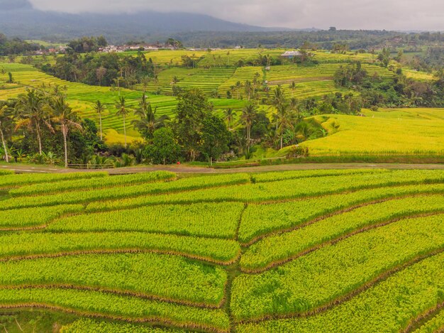 Luftbild von oben von fliegender Drohne von grünen Reisfeldern auf dem Land Land mit angebauten Pflanzen von Paddy Bali Indonesien