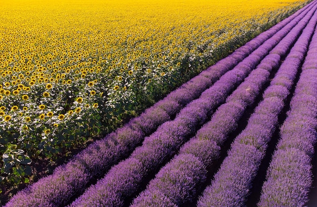 Luftbild von Sonnenblumen mit Lavendelfeldern bei Sonnenuntergang