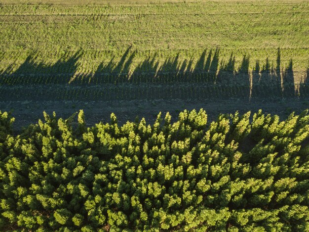 Luftbild Wald und grünes Feld, Reflexion von Schatten auf dem grünen Feld