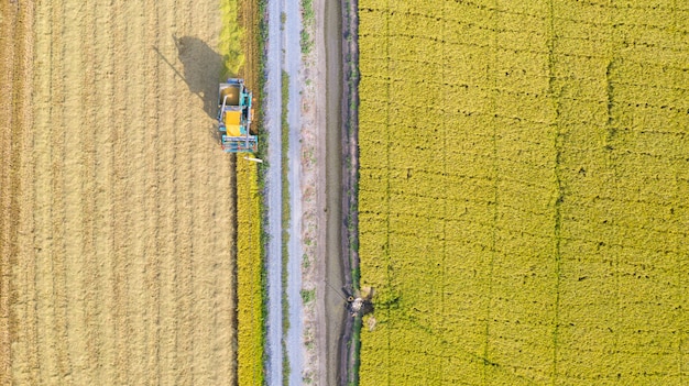 Luftdraufsicht der Erntemaschine arbeitend auf dem Reisgebiet von oben