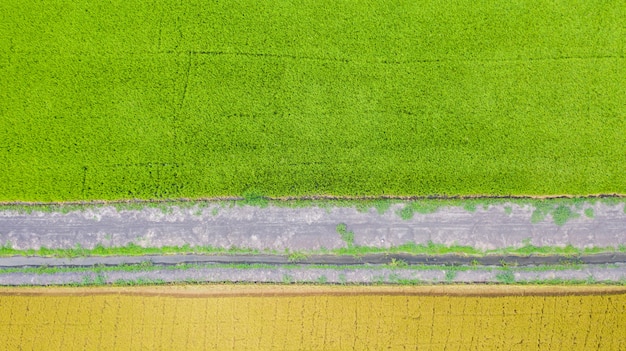 Luftdraufsicht des grünen und gelben Reisfeldes von oben