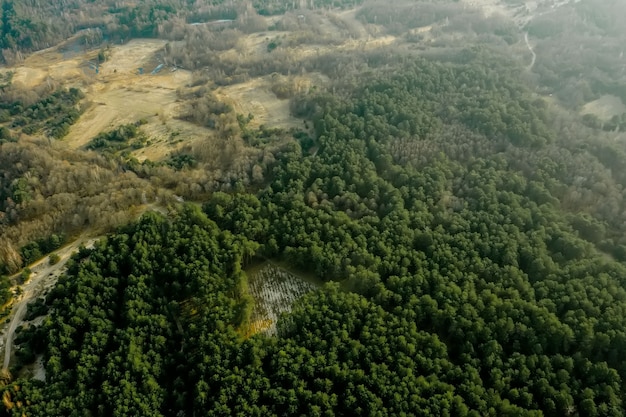 Luftdrohnenansicht der Abholzung eines Kiefernwaldes