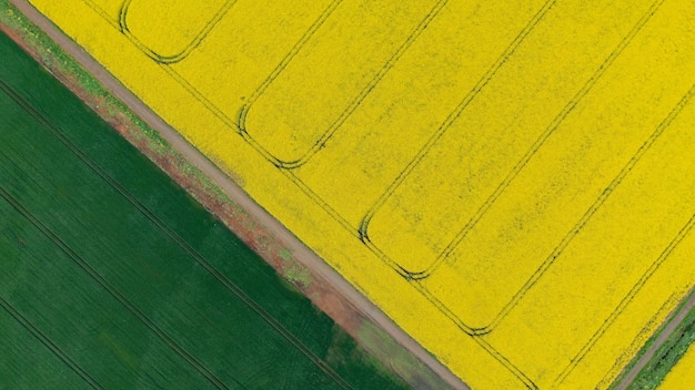 Luftdrohnenansicht der blühenden gelben Repe wiederholte Feldansicht von oben Minimalistisches Foto