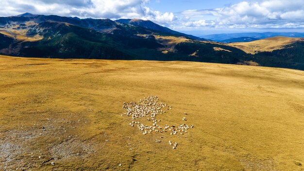 Luftdrohnenansicht der Natur in Rumänien. Karpaten, eine grasende Schafherde