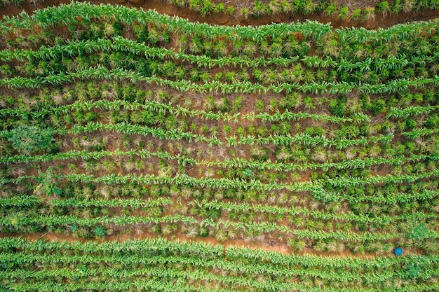 Luftdrohnenansicht einer Kaffeeplantage in Manhuacu Minas Gerais Brasilien