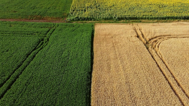 Luftdrohnenansicht Grenze zwischen gelbem Weizenfeld und grünem landwirtschaftlichen Feld
