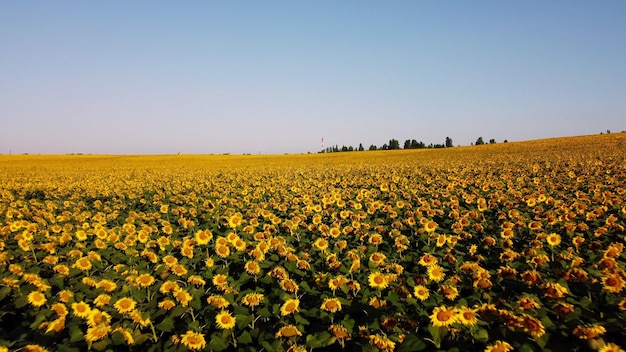 Luftdrohnenansichtflug über Sonnenblumen, die auf Sonnenblumenfeld wachsen