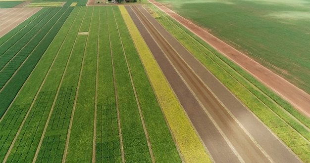 Luftfliegen über felder mit strohballen zur erntezeit sojabohnen-sonnenblumen und mais oder mais