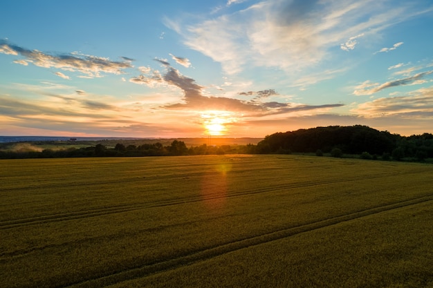 Luftlandschaftsansicht des gelben kultivierten landwirtschaftlichen Feldes mit reifem Weizen am lebhaften Sommerabend.