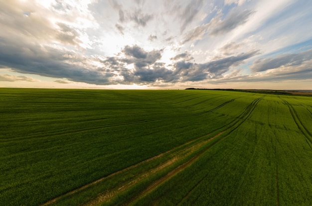 Luftlandschaftsansicht von grünen kultivierten landwirtschaftlichen Feldern mit wachsenden Ernten am hellen Sommerabend