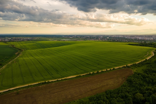 Luftlandschaftsansicht von grünen kultivierten landwirtschaftlichen Feldern mit wachsenden Getreide an hellen Sommerabenden.