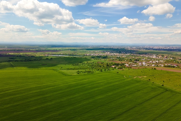 Luftlandschaftsansicht von grünen kultivierten landwirtschaftlichen Feldern mit wachsenden Getreide an hellen Sommertagen.