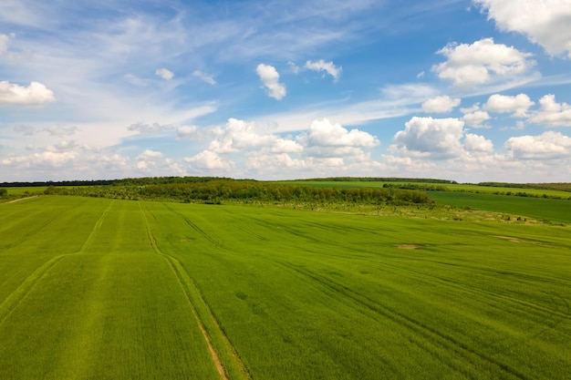 Luftlandschaftsansicht von grünen kultivierten landwirtschaftlichen Feldern mit wachsenden Getreide an hellen Sommertagen.