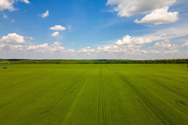 Luftlandschaftsansicht von grünen kultivierten landwirtschaftlichen Feldern mit wachsenden Pflanzen.