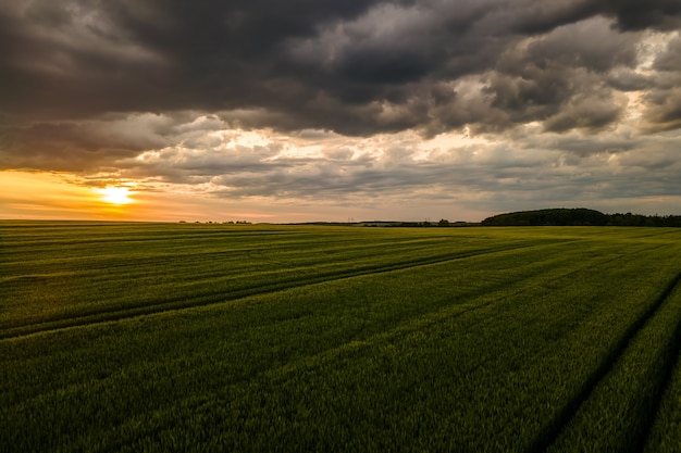 Luftlandschaftsansicht von grünen kultivierten landwirtschaftlichen Feldern mit wachsenden Pflanzen