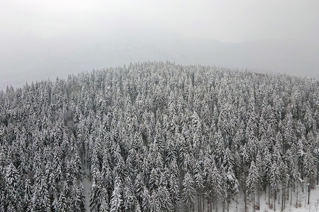 Luftnebellandschaft mit immergrünen Kiefern, die nach starkem Schneefall im Winterbergwald an einem kalten, ruhigen Abend mit frisch gefallenem Schnee bedeckt sind.