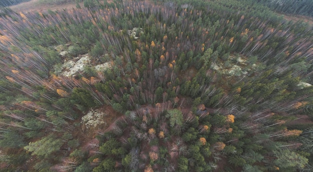 Luftpanorama des Waldes