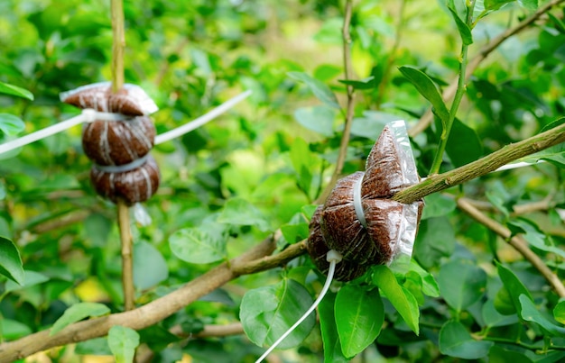 Luftschichtung eines Lindenzweigs in einem Bio-Garten Luftschichtung der Pflanzenvermehrung Bio-Bauernhof