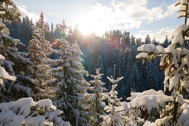 Luftwinterlandschaft mit Spruse-Bäumen aus schneebedecktem Wald in kalten Bergen am Abend.