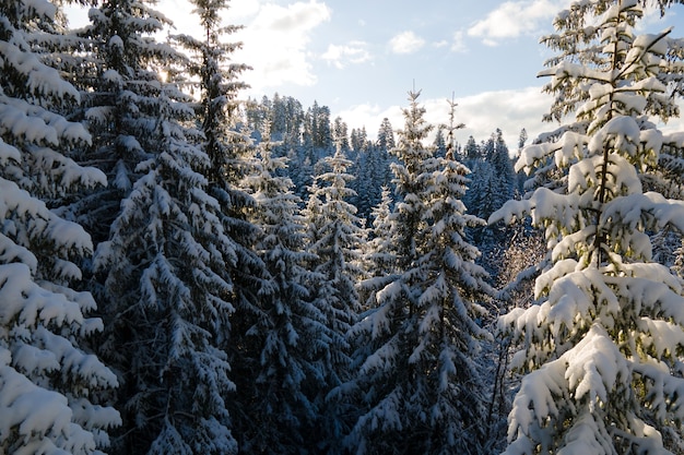 Luftwinterlandschaft mit Spruse-Bäumen aus schneebedecktem Wald in kalten Bergen am Abend.