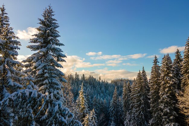 Luftwinterlandschaft mit Spruse-Bäumen aus schneebedecktem Wald in kalten Bergen am Abend.