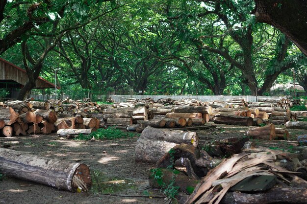Foto lugar de almacenamiento de madera en un área muy grande