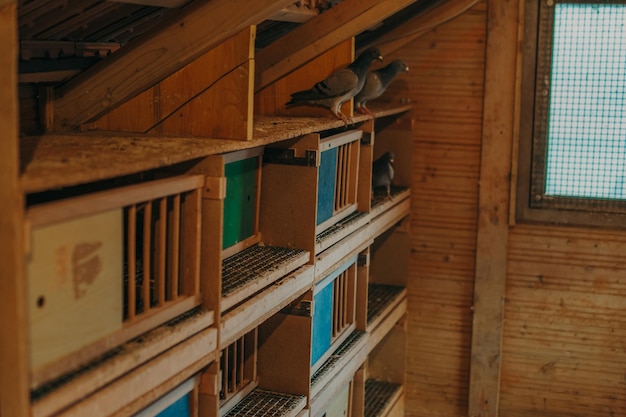 Un lugar para el apareamiento de palomas.