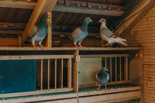 Un lugar para el apareamiento de palomas.