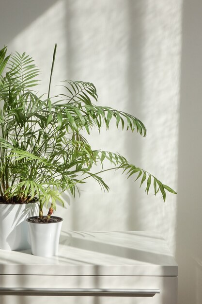 Lugar interior ecológico contemporáneo con mesa elegante y planta de interior verde natural en las macetas contra la pared clara con sombras de la ventana en un día soleado, copie el espacio. Lugar de trabajo ecológico.