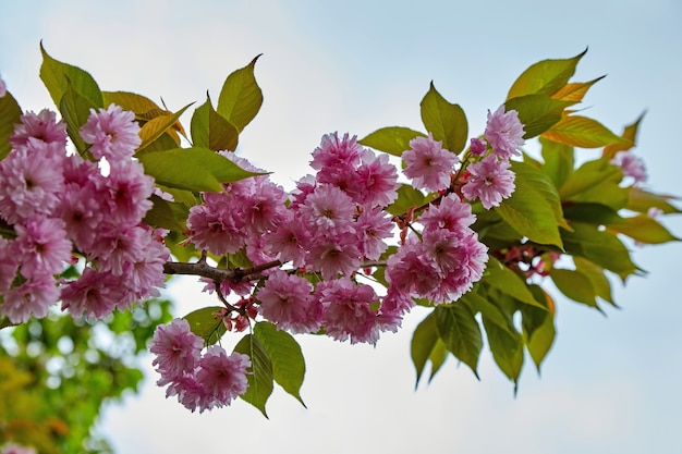 Luiseania-Zweig mit rosa Blüten auf blauem Himmelshintergrund