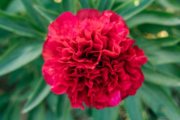 Lujosa inflorescencia de peonía burdeos rojo brillante con hojas verdes floreciendo en el jardín. Jardinería, horticultura.