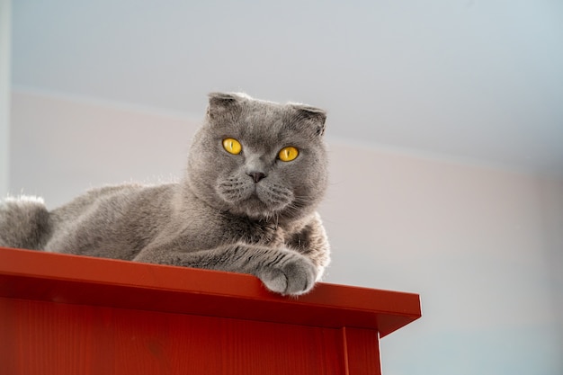 Un lujoso gato británico gris se sienta en una cómoda roja, un retrato aislado minimalista