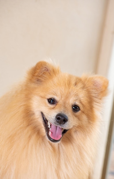 Lulu da Pomerânia chamada Bento posando para a câmera, foco seletivo.