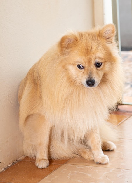 Lulu de Pomerania llamada Bento posando para la cámara, enfoque selectivo.