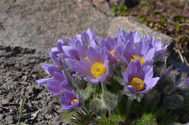 El lumbago azul florece en primavera en el jardín.