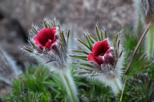 El lumbago rojo florece en el jardín a principios de la primavera