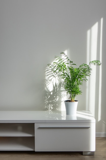 Luminoso salón con plantas de interior Areca en una maceta blanca sobre una mesa blanca contra una pared blanca de fondo con sombras de ventana