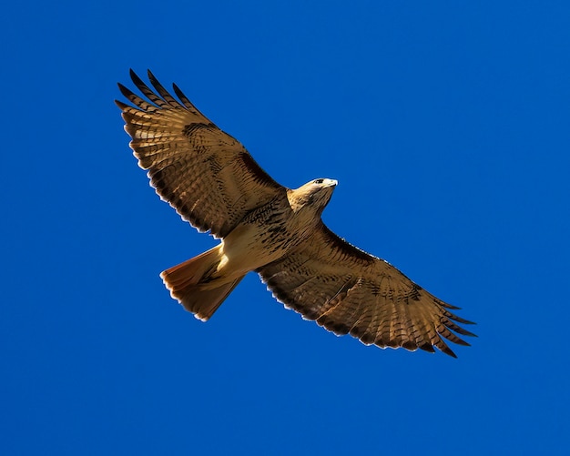 Foto luminous redtailed hawk sobe diretamente acima