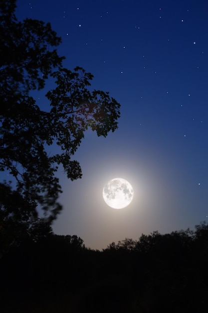 Foto luna y árbol