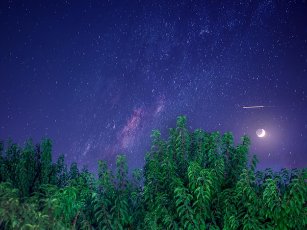 Foto la luna en el bosque