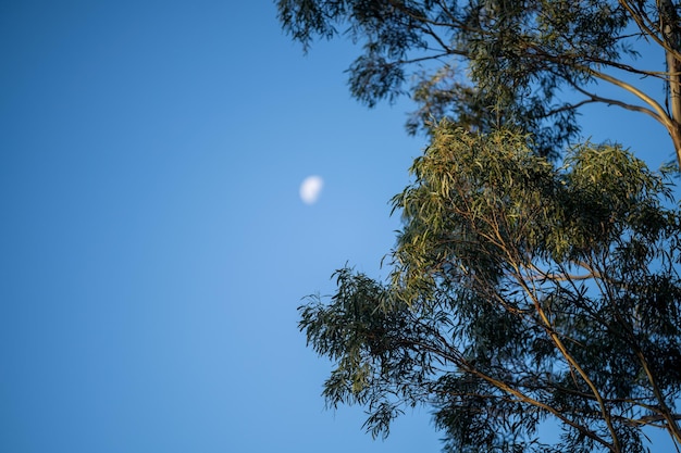 Luna detrás de árboles en el arbusto australiano