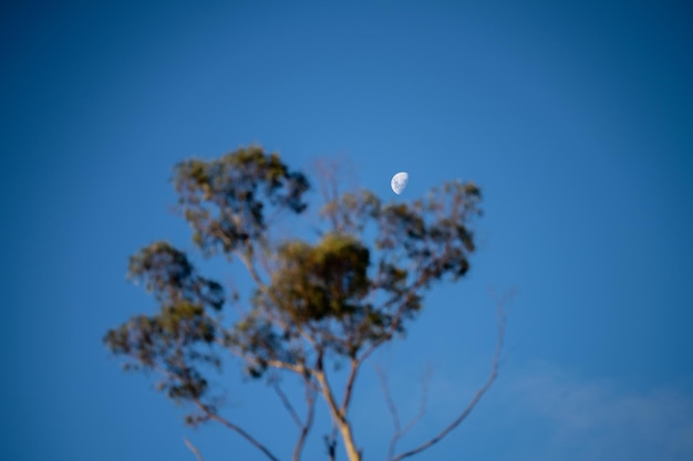 Luna detrás de árboles en el arbusto australiano